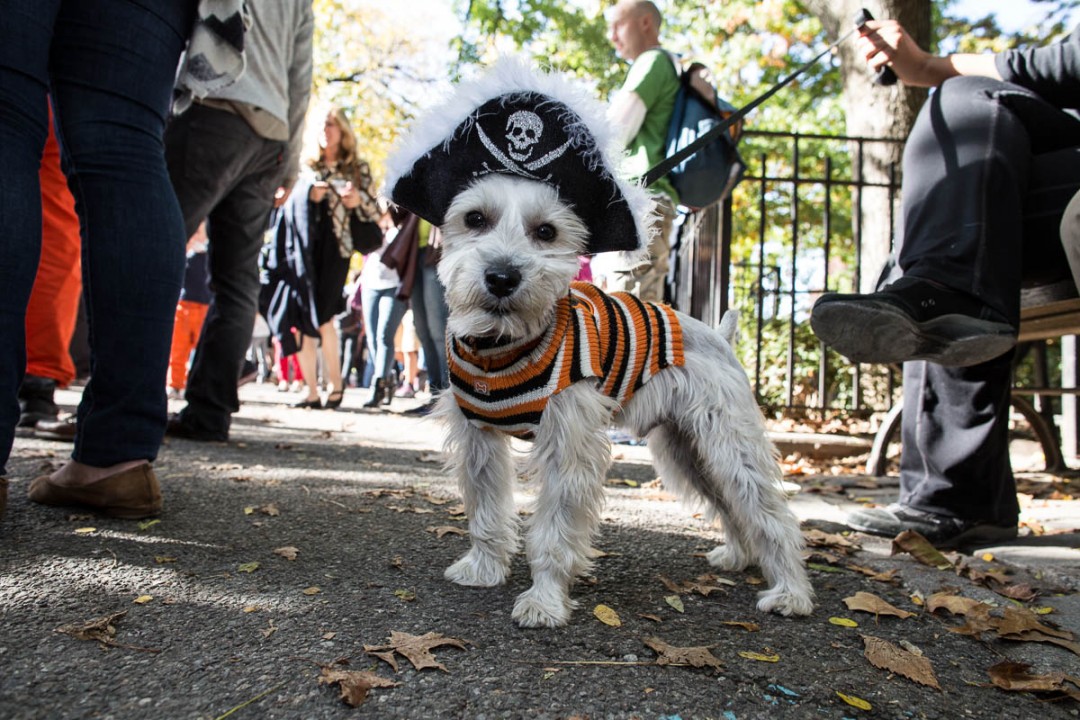 Halloween_dogs_8218