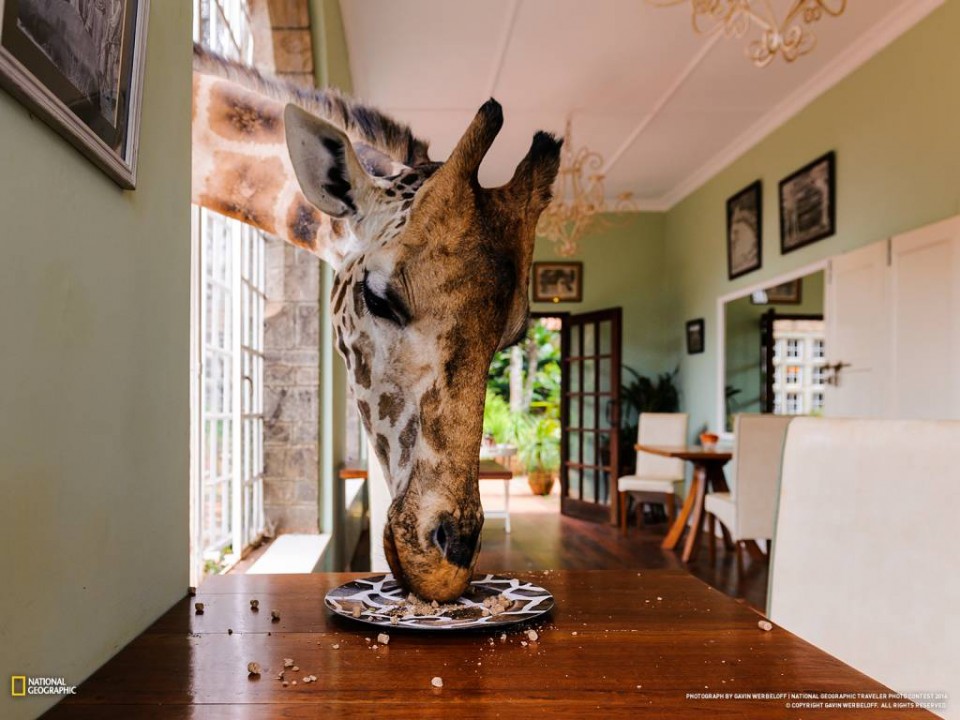 giraffe-manor-5